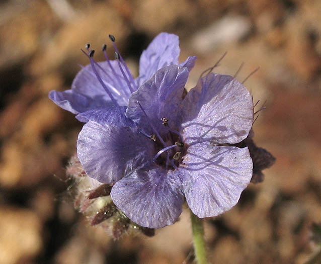 Detailed Picture 3 of Phacelia distans