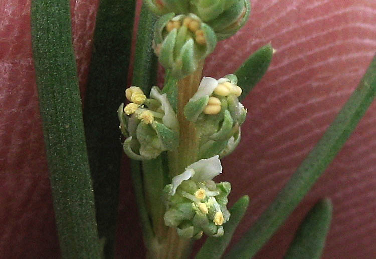 Detailed Picture 1 of Oligomeris linifolia