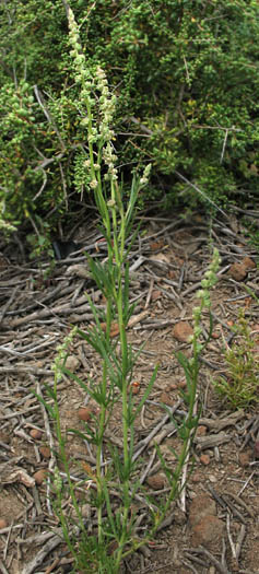 Detailed Picture 4 of Oligomeris linifolia