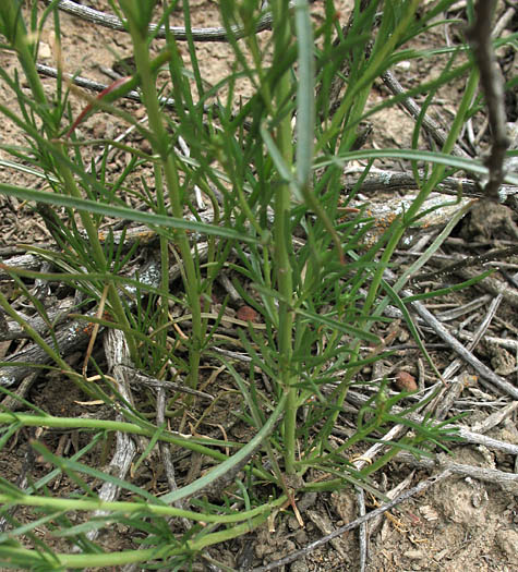 Detailed Picture 2 of Oligomeris linifolia