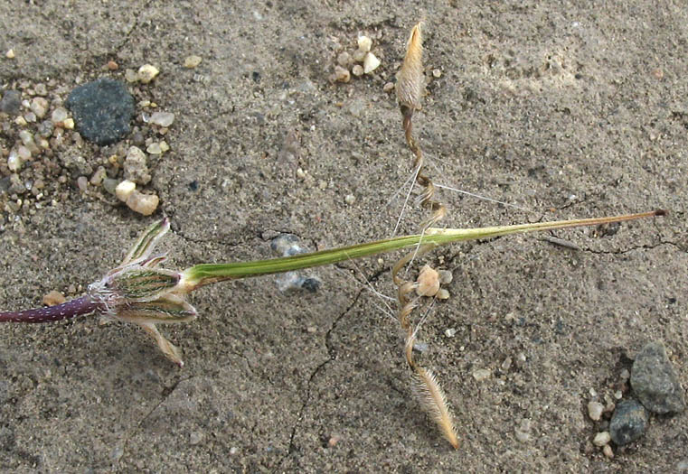 Detailed Picture 5 of Erodium cicutarium