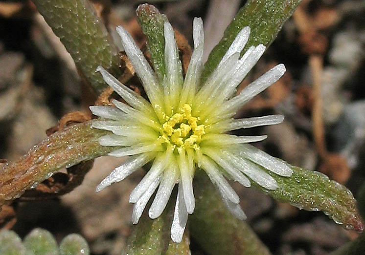 Detailed Picture 1 of Mesembryanthemum nodiflorum