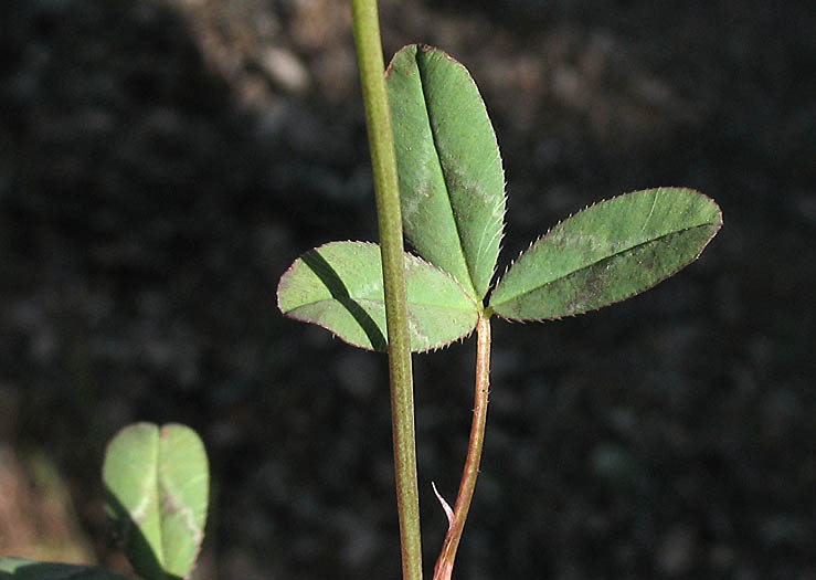 Detailed Picture 8 of Trifolium ciliolatum