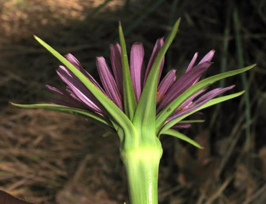 Detailed Picture 3 of Tragopogon porrifolius