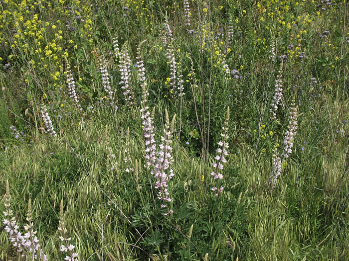 Detailed Picture 4 of Lupinus albifrons var. hallii