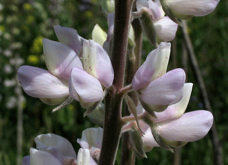 Detailed Picture 1 of Lupinus albifrons var. hallii