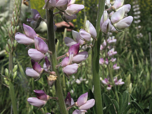 Detailed Picture 2 of Lupinus albifrons var. hallii