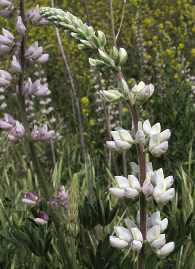 Detailed Picture 3 of Lupinus albifrons var. hallii
