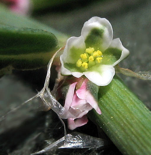 Detailed Picture 1 of Polygonum aviculare ssp. depressum