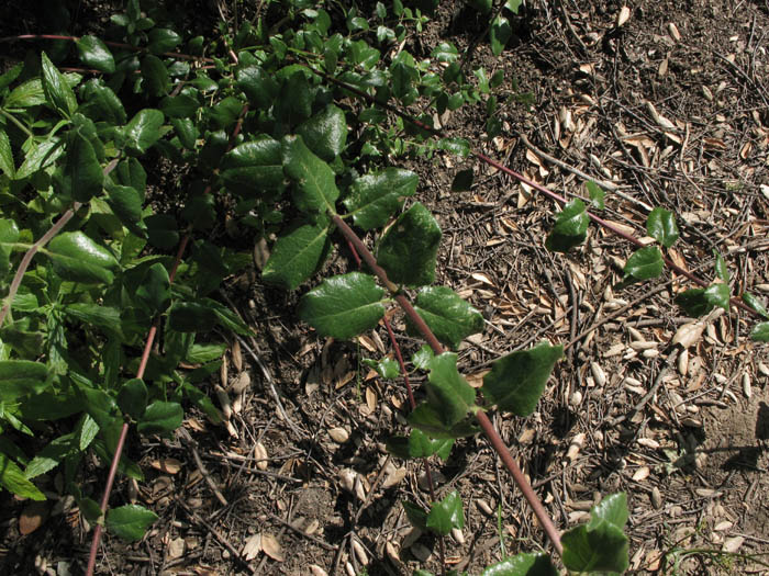 Detailed Picture 4 of Lonicera subspicata var. denudata