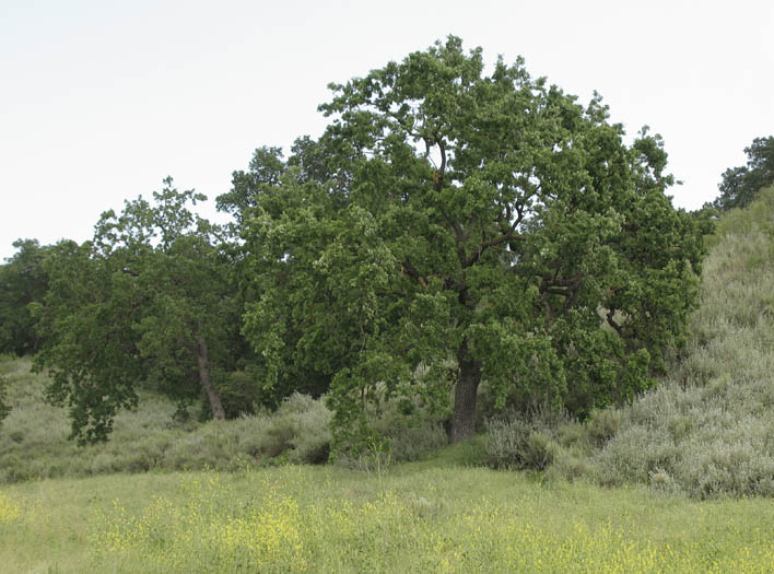 Detailed Picture 4 of Quercus lobata