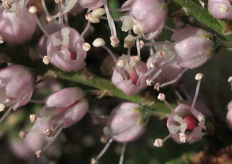 Detailed Picture 1 of Tamarix ramosissima