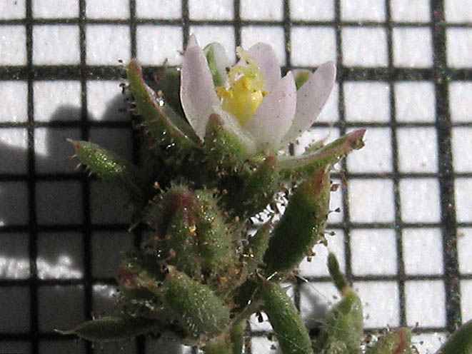 Detailed Picture 3 of Spergularia bocconi