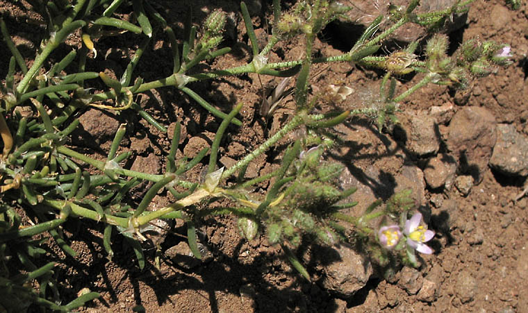 Detailed Picture 4 of Spergularia bocconi