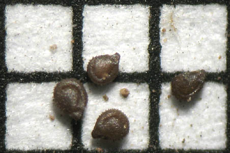 Detailed Picture 7 of Spergularia bocconi