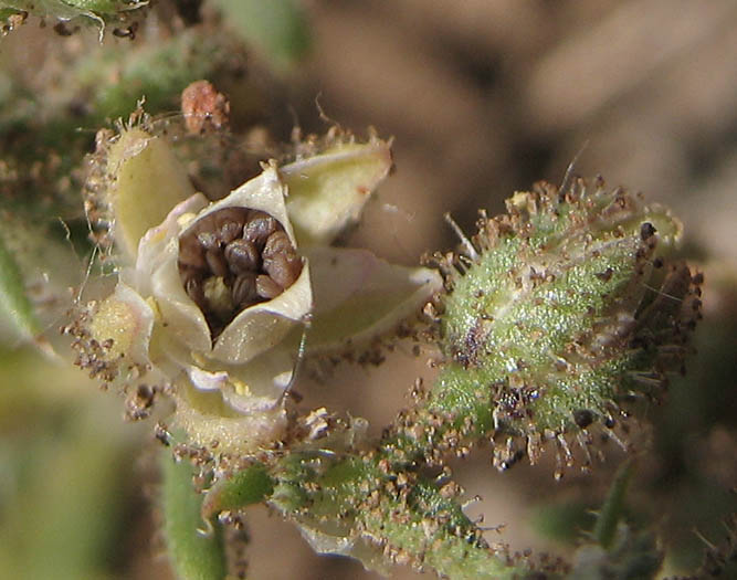 Detailed Picture 6 of Spergularia bocconi
