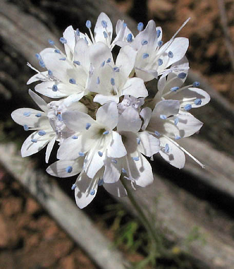 Detailed Picture 2 of Gilia capitata ssp. abrotanifolia