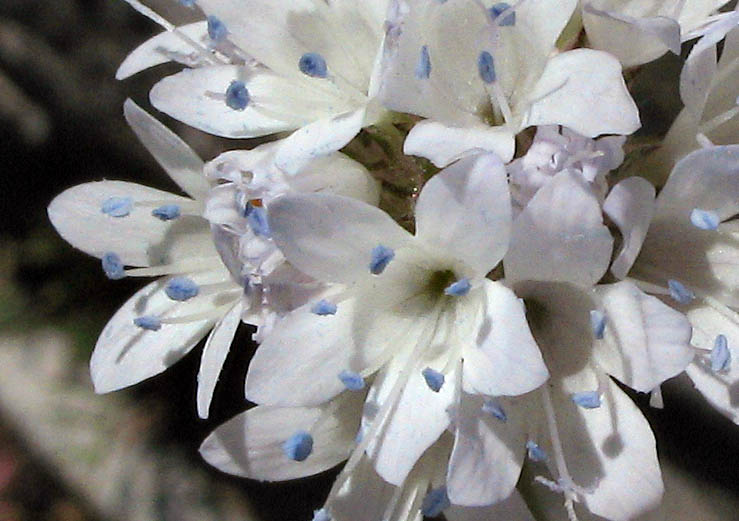 Detailed Picture 1 of Gilia capitata ssp. abrotanifolia