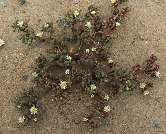 Detailed Picture 4 of Mesembryanthemum nodiflorum