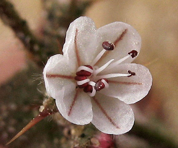 Detailed Picture 1 of Mucronea californica