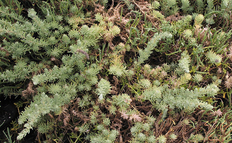 Detailed Picture 5 of Suaeda taxifolia
