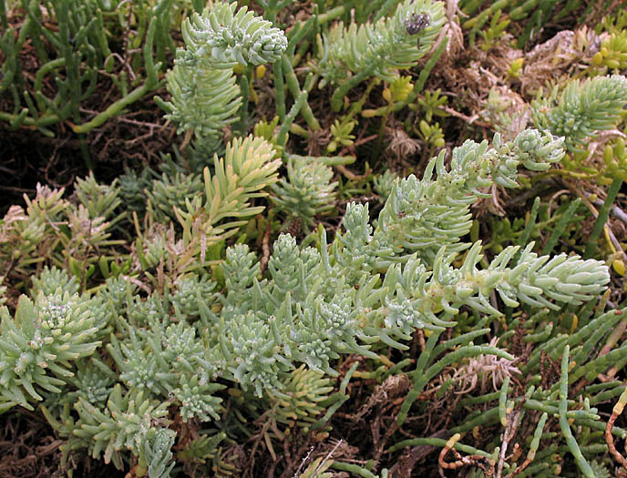 Detailed Picture 4 of Suaeda taxifolia