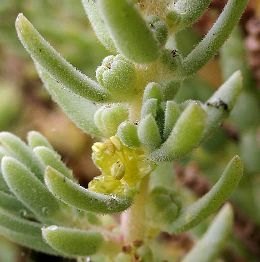 Detailed Picture 3 of Suaeda taxifolia