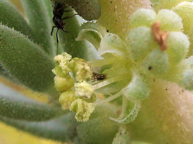 Detailed Picture 1 of Suaeda taxifolia