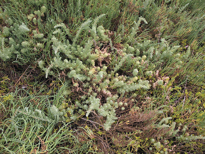 Detailed Picture 6 of Suaeda taxifolia