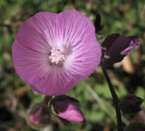 Detailed Picture 1 of Sidalcea sparsifolia