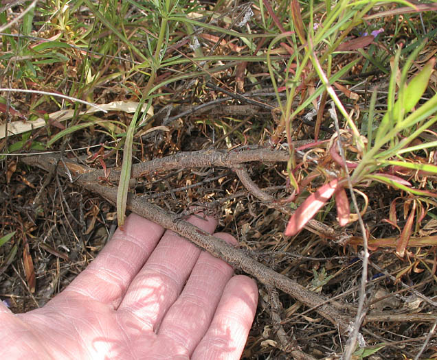 Detailed Picture 5 of Penstemon heterophyllus var. australis