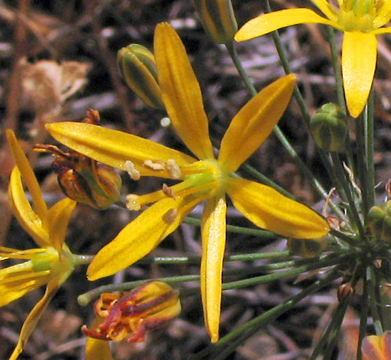 Detailed Picture 1 of Bloomeria crocea var. crocea