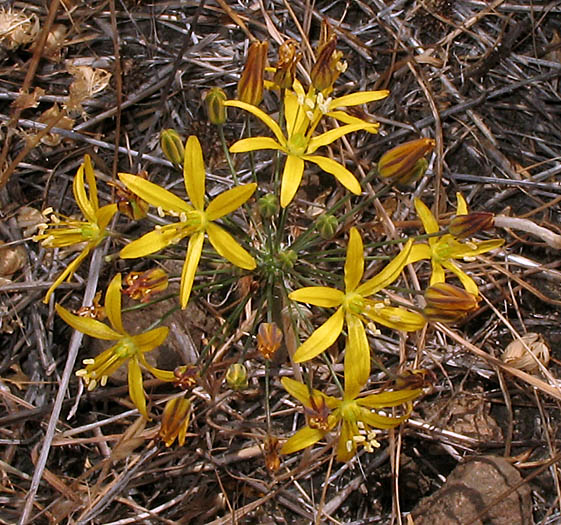 Detailed Picture 2 of Bloomeria crocea var. crocea