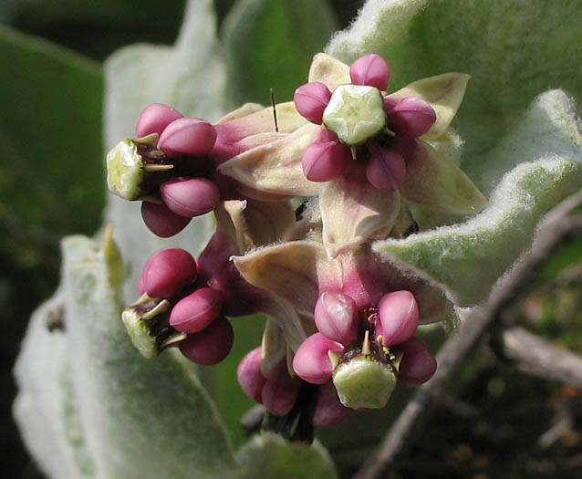 Detailed Picture 2 of Asclepias californica