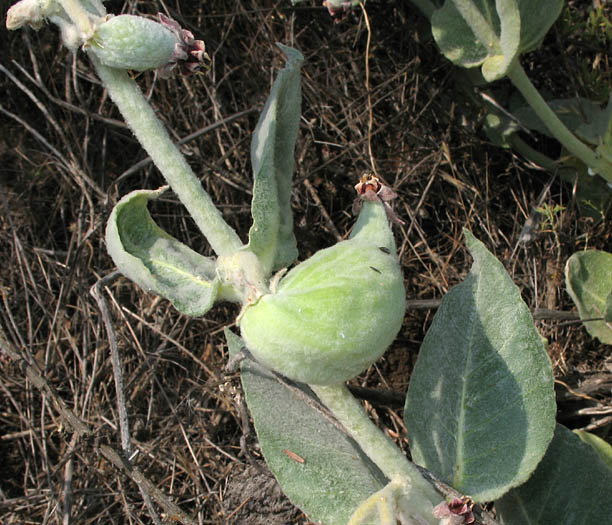 Detailed Picture 6 of Asclepias californica