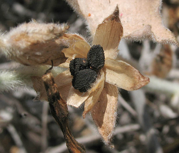 Detailed Picture 6 of Calystegia collina ssp. venusta