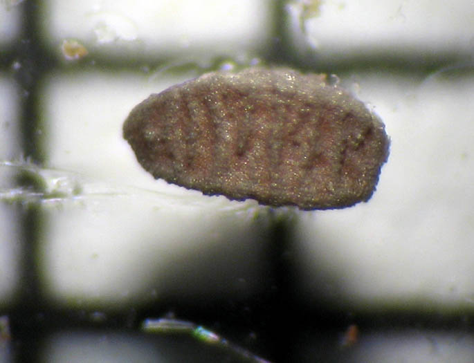 Detailed Picture 8 of Euphorbia prostrata