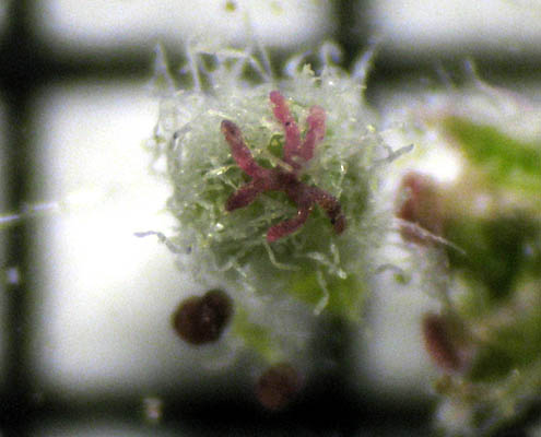 Detailed Picture 7 of Euphorbia prostrata