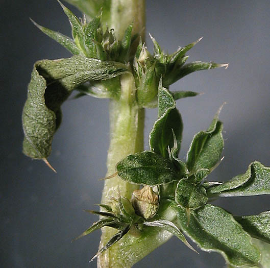 Detailed Picture 3 of Amaranthus albus