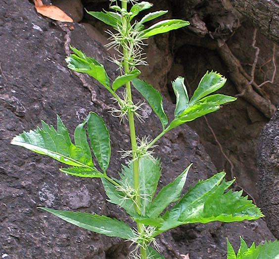 Detailed Picture 4 of Datisca glomerata