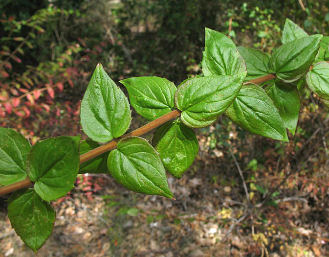 Detailed Picture 4 of Keckiella cordifolia