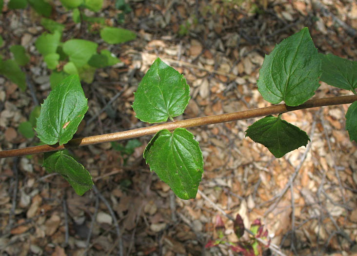 Detailed Picture 5 of Keckiella cordifolia