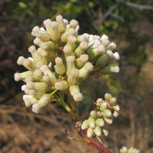 Detailed Picture 3 of Baccharis salicifolia ssp. salicifolia