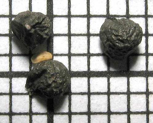 Detailed Picture 9 of Allium haematochiton