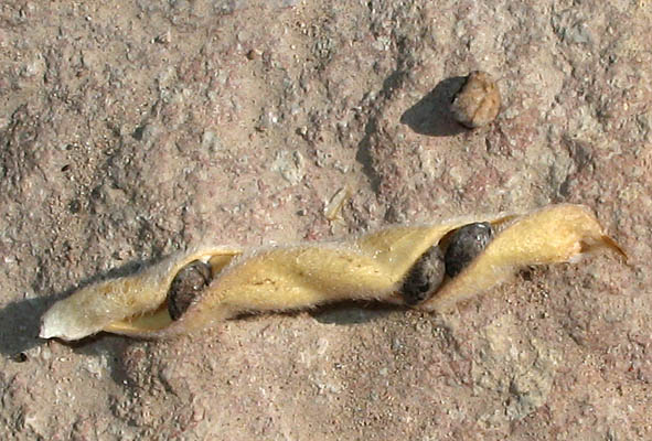 Detailed Picture 7 of Lupinus longifolius