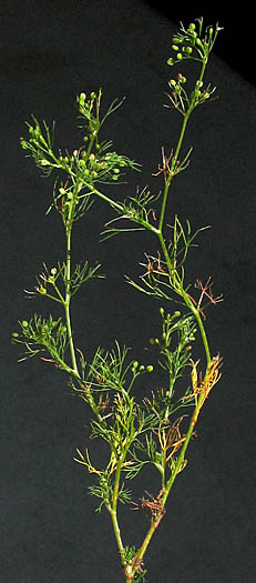 Detailed Picture 8 of Cyclospermum leptophyllum