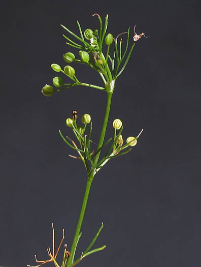 Detailed Picture 6 of Cyclospermum leptophyllum