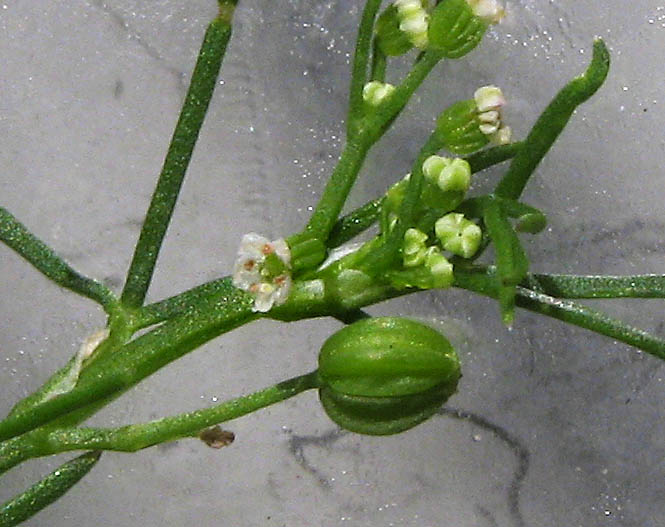 Detailed Picture 4 of Cyclospermum leptophyllum