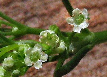 Detailed Picture 2 of Cyclospermum leptophyllum