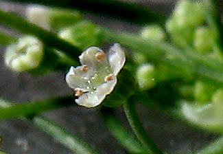 Detailed Picture 1 of Cyclospermum leptophyllum